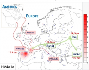 Haplogroup-HV4a1a