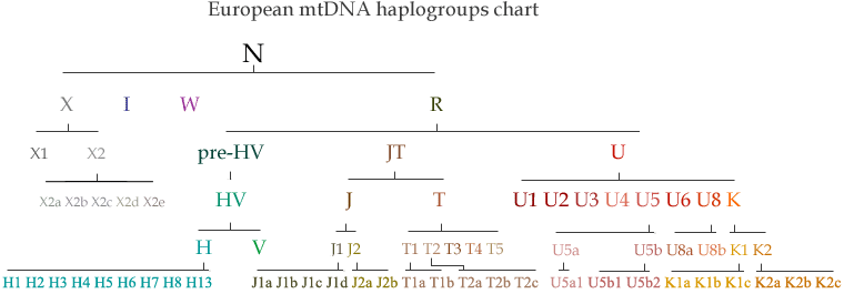 Árbol filogenético de los linajes mitocondriales europeos. Fuente Eupedia (2015)